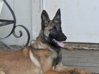 131112-malinois-00432