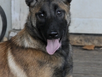 131112-malinois-00433