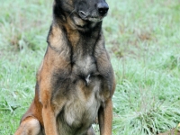 shrike-20140306-001