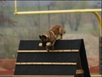 simba3