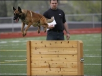 simba4