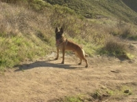 simba8