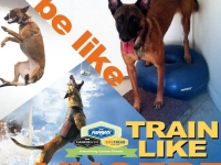 vhoebefitpaws