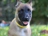 6wk-yellow-1