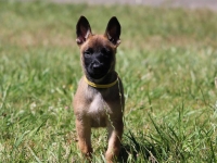 6wk-yellow-3