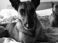 ysa-ears
