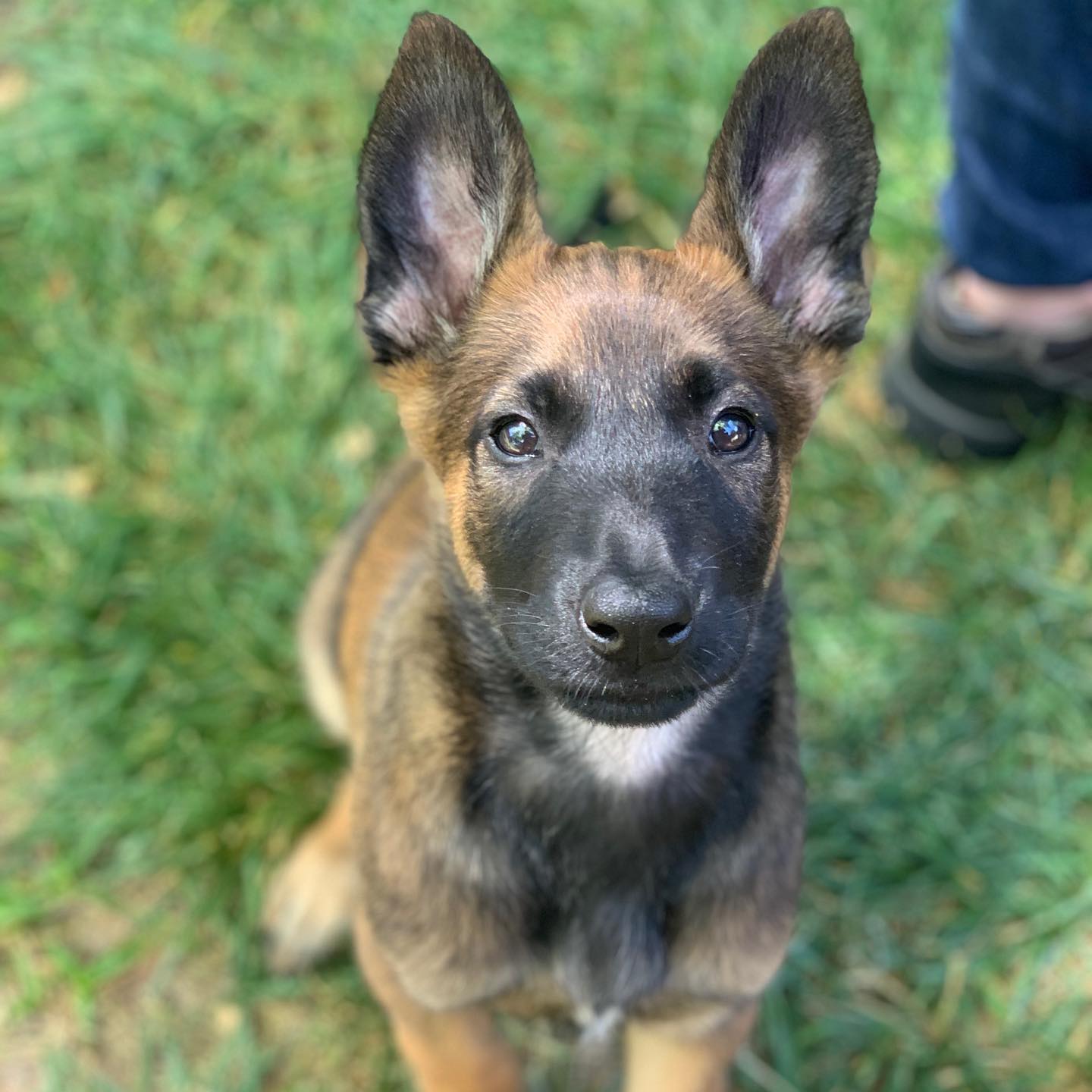 puppy Cabby 