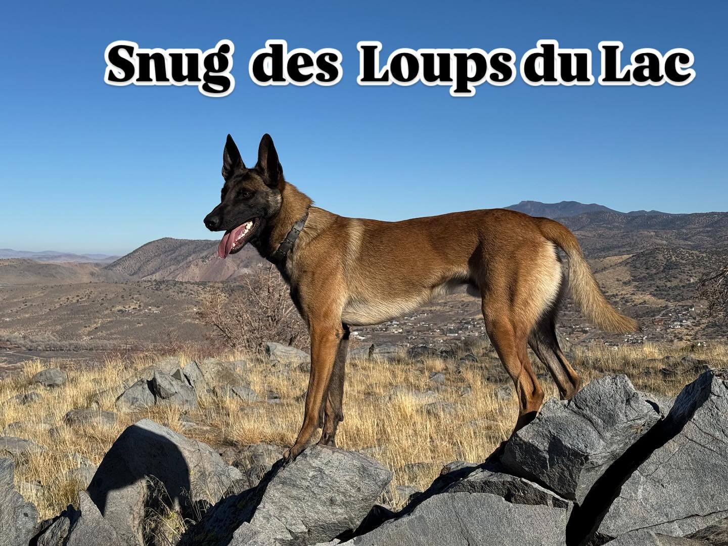 snug standing on rocks in Nevada